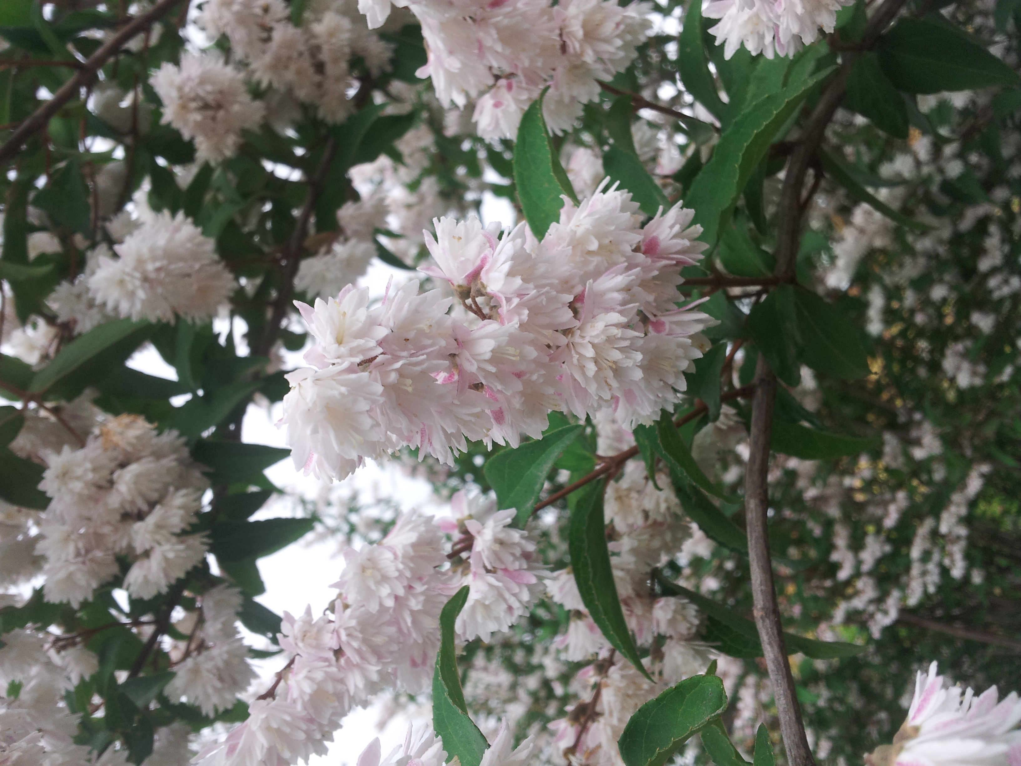 Deutzia scabra 'Pride of Rochester'
